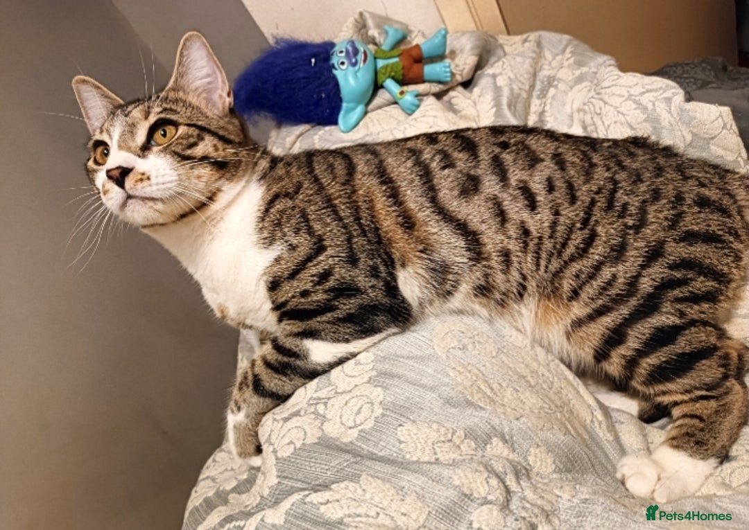 Bengal cats for sale: Bengal X Kittens High % Wild Asian Leopard Cat.  - Image 6