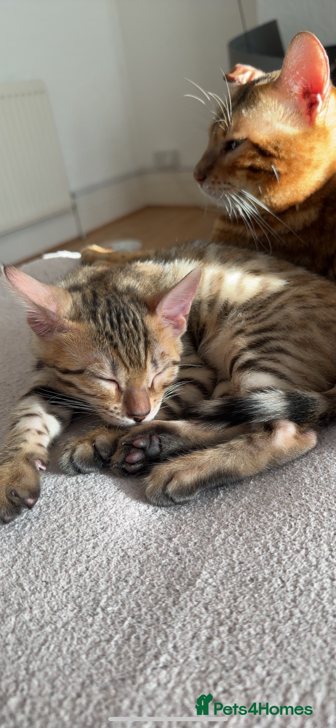 Bengal cats for sale: Pure Bred Bengals 1 BOY & 1 GIRL AVAILABLE!💓 - Advert 10