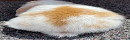 Mini Lop rabbits for sale: STINNING PURE BREED MINI LOPS AMAZING COLOURS - Advert 14