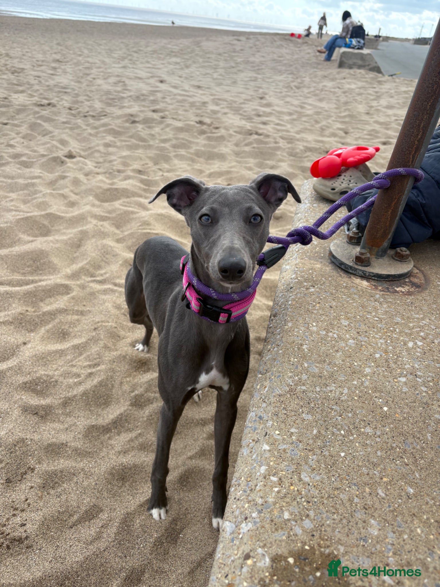 Whippet dogs Kc registered blue whippet female  - Advert 1