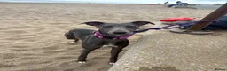 Whippet dogs for sale: Kc registered blue whippet female  - Advert 1