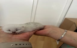 British Shorthair cats for sale: BSH Silver Tabby kittens for Sale! - Image 3