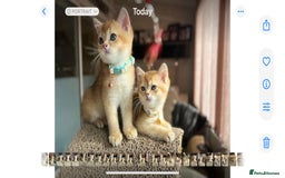 Scottish Fold cats for sale: TICA-Registered Scottish Straight/Fold Kittens  - Image 14