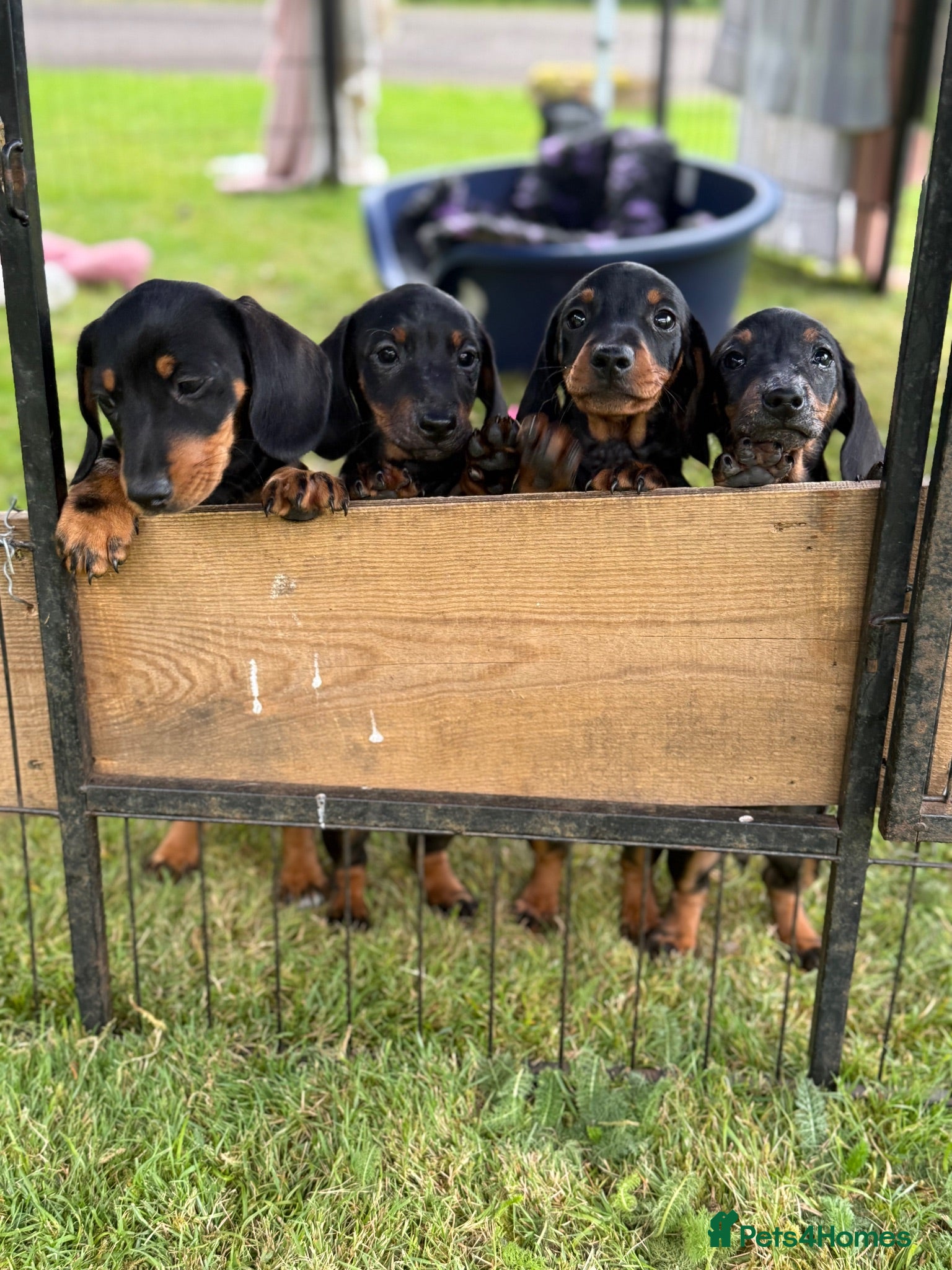 Miniature Dachshund dogs Four miniature dachshund puppies left  (Scotland) - Advert 1