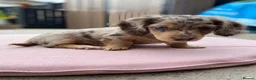 Miniature Dachshund dogs for sale: Miniature long haired dachunds  - Advert 3