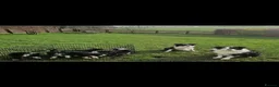 Bearded Collie dogs for stud: Proven stud - Advert 6