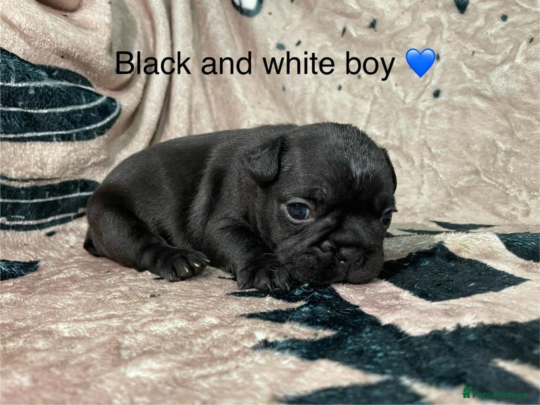 French Bulldog dogs for sale: French bulldog puppies - Image 5
