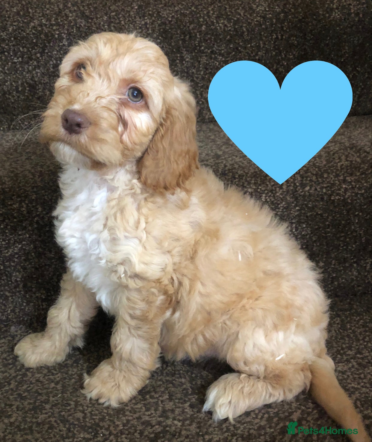 Cockapoo dogs 6 beautiful f1 puppies  - Advert 1