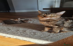 Mixed Breed cats for sale: 4 beautiful colourful coat kittens - Image 4