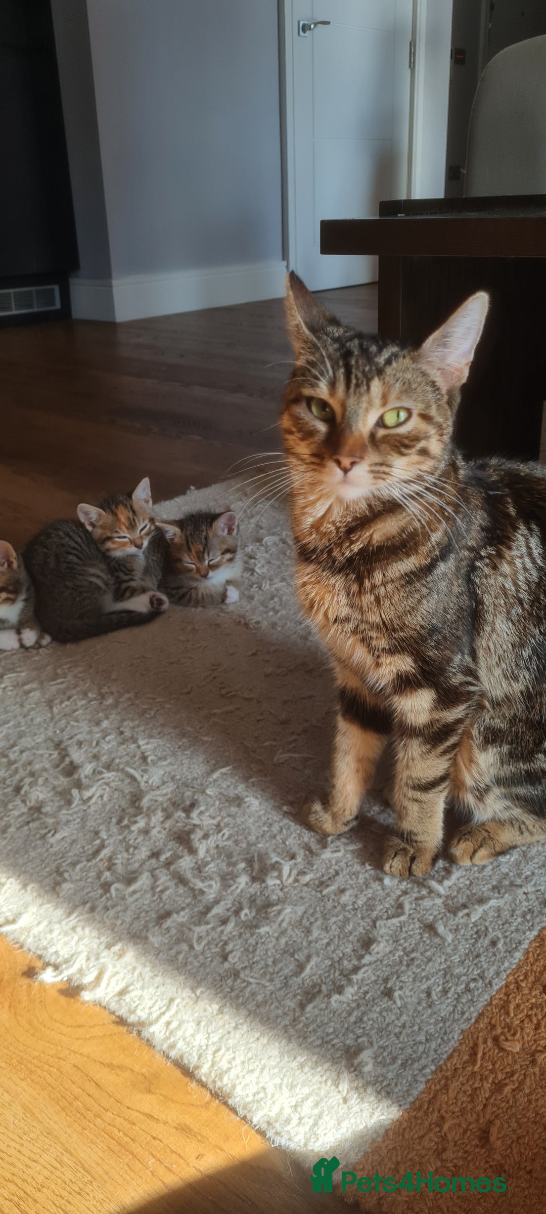 Mixed Breed cats for sale: 4 beautiful colourful coat kittens - Image 4