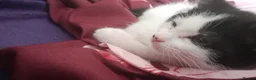 Mixed Breed cats for sale: Beautiful white and black kitten  in Waltham Cross - Advert 6