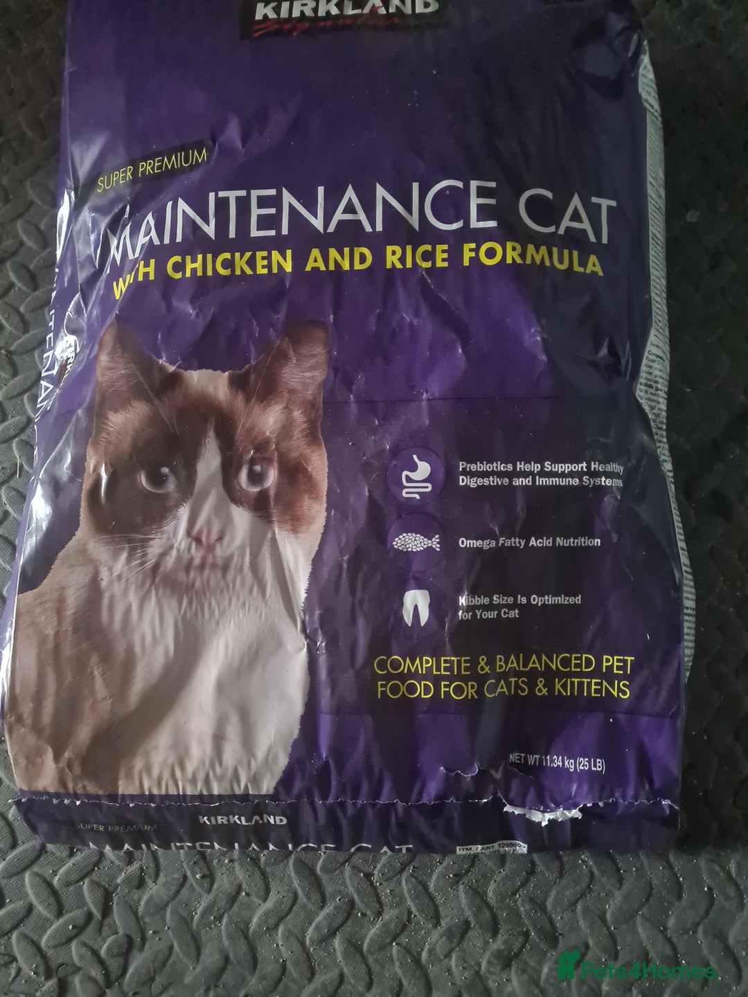 Mixed Breed cats for sale: Kitty - 1 year old, Tabby Cat - Advert 7