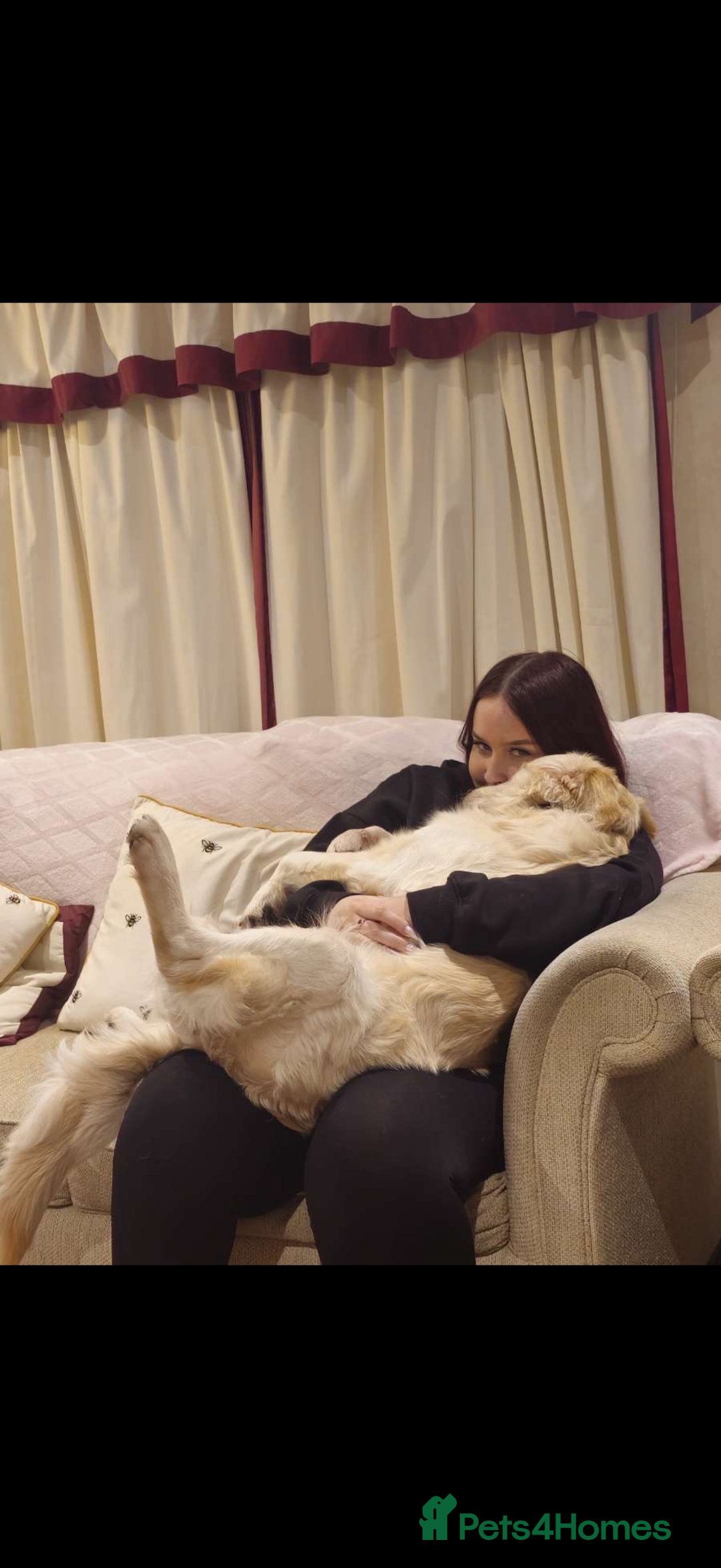 Golden Retriever dogs for sale: Golden retriever male 11 months old - Advert 6