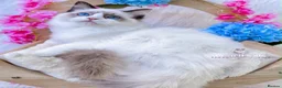 Ragdoll cats for sale: ⭐️AWARD WINNING GCCF CATTERY RAGDOLL KITTENS⭐️ - Advert 20