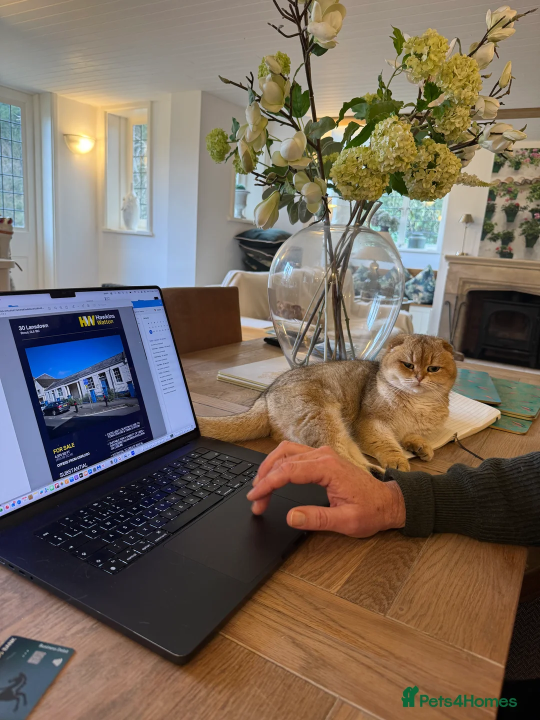 Scottish Fold cats for sale: Two gorgeous cats  - Advert 10