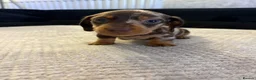 Miniature Dachshund dogs for sale: 3 beautiful dachshund pups  - Advert 9