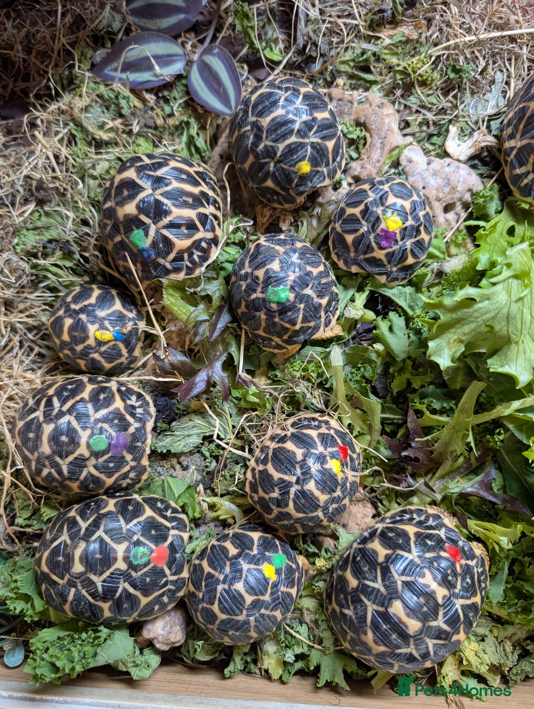 Tortoise reptiles for sale: Indian star tortoises CB 2025  - Advert 1