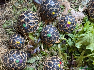 Tortoise reptiles Indian star tortoises CB 2025 - Advert 1