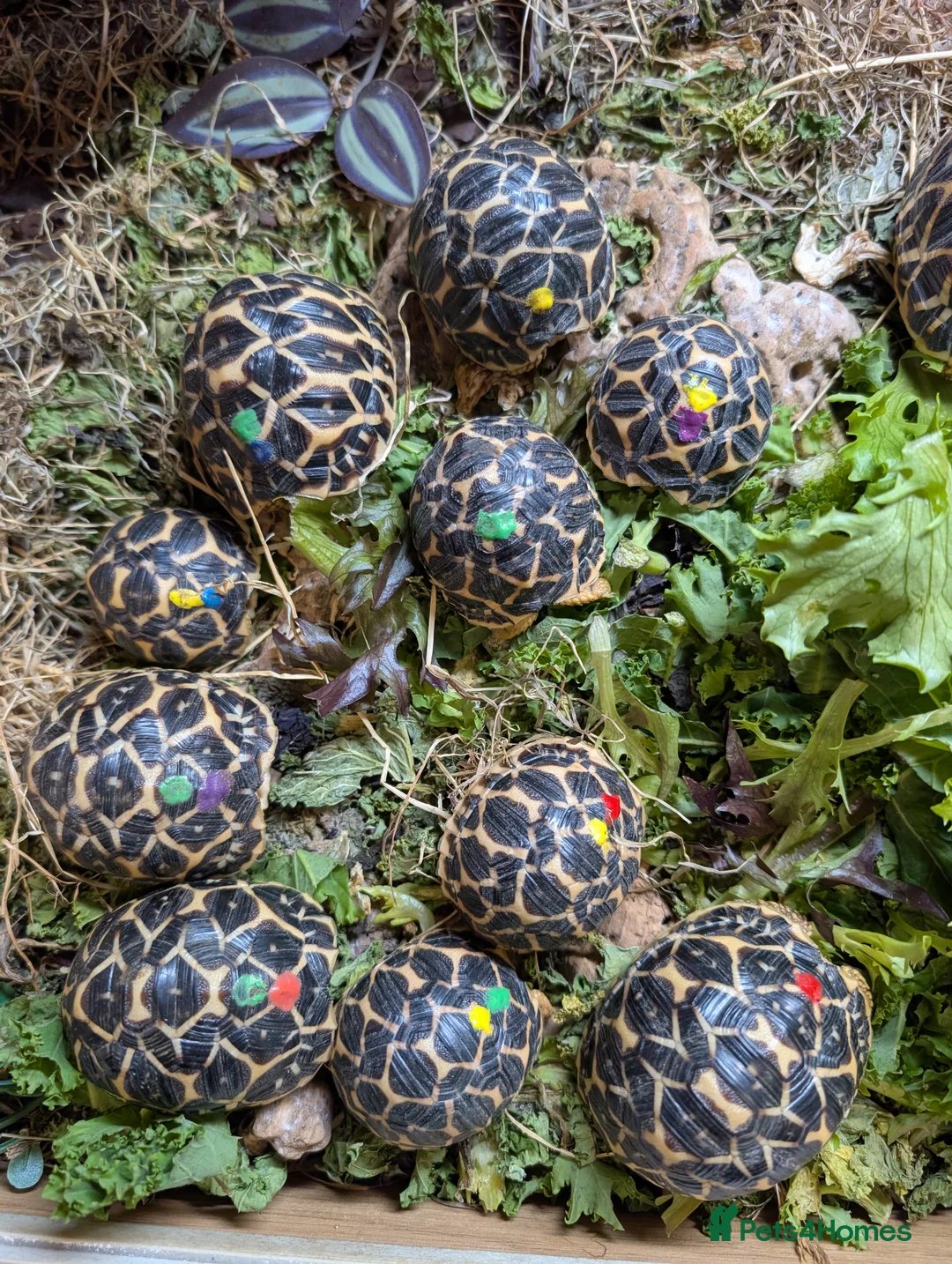 Tortoise reptiles for sale: Indian star tortoises CB 2025  - Advert 1