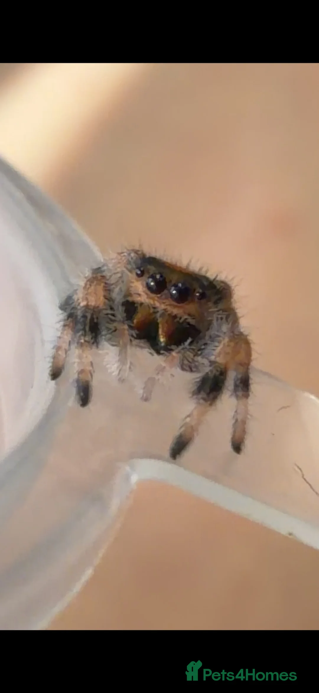 Spiders invertebrates for sale: P.regius Jumping spiders price includes P&P - Advert 2