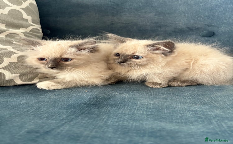 Ragdoll cats - Advert 5