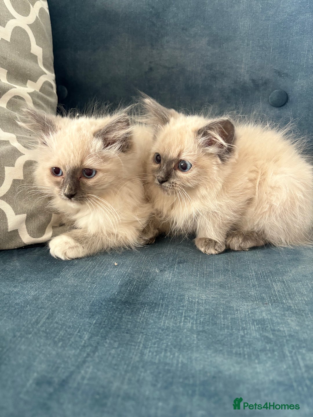 Ragdoll cats for sale: Pure ragdoll kittens  - Image 1