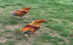 Chickens poultry for sale: Old English x Marran Cockerels  - Image 2