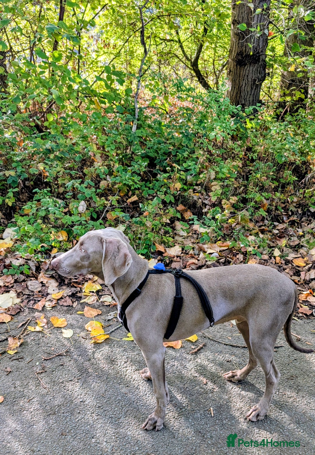 Weimaraner dogs for sale: Young Male Weimaraner  - Advert 1