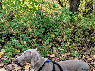Weimaraner dogs Young Male Weimaraner - Advert 8