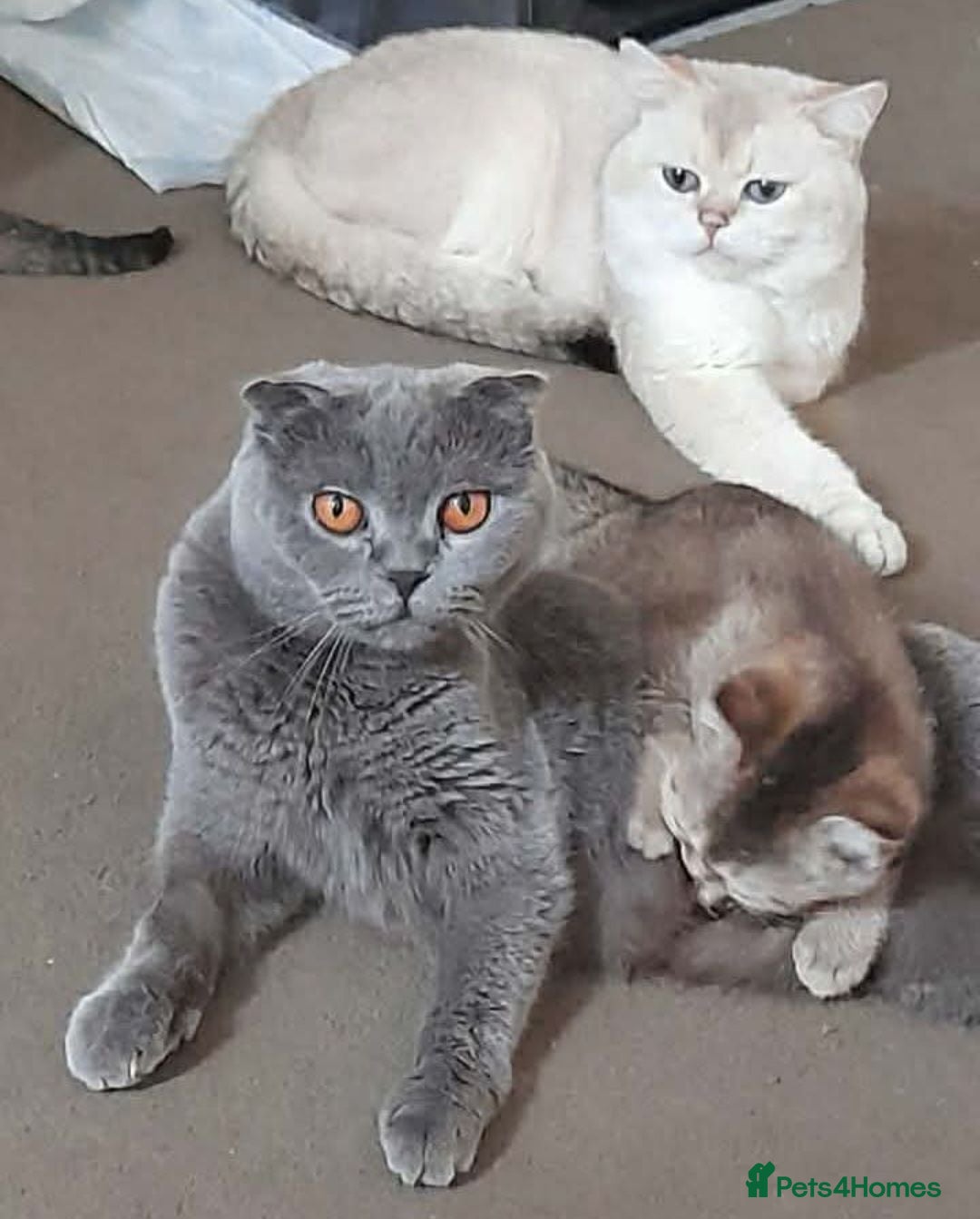 Scottish Fold cats Lovely female - Advert 8