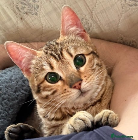 Bengal cats - Advert 1