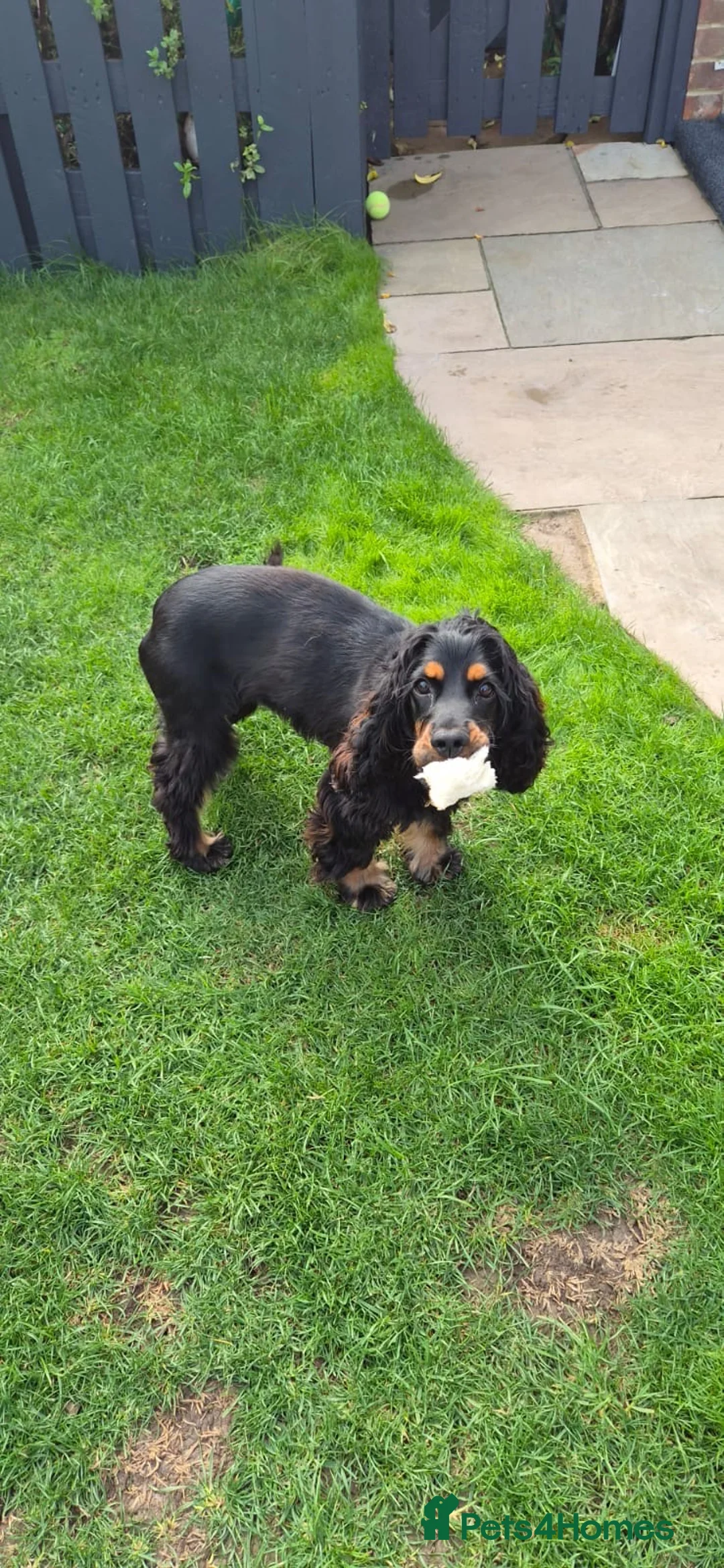 Cocker Spaniel dogs for sale: Winnie in Margate - Advert 2