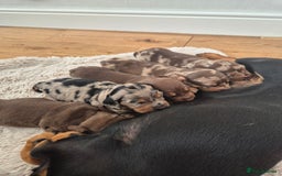 Dachshund dogs for sale: Miniature dachshund puppies PRA CLR - Image 14