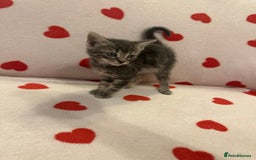 Domestic Shorthair cats for sale: 3 kittens for sale - Image 1