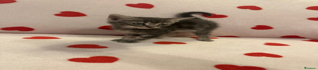 Domestic Shorthair Kitten 1