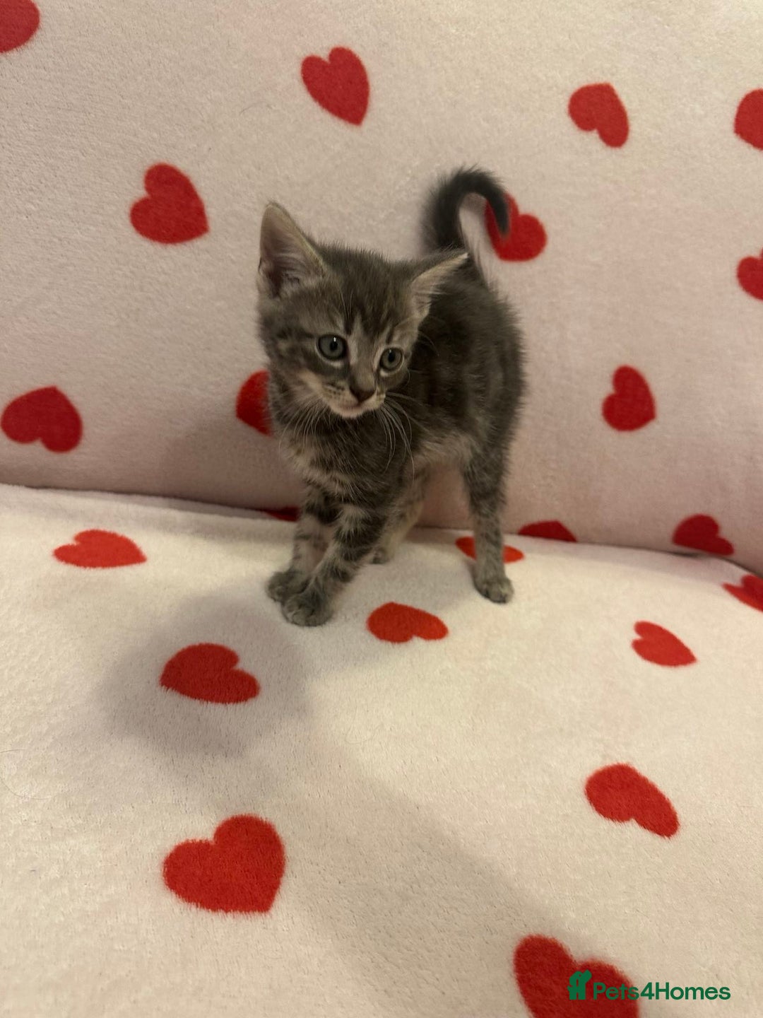 Domestic Shorthair cats for sale: 3 kittens for sale - Image 1