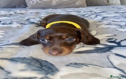 Miniature Dachshund dogs for sale: KC Championship line miniature dachshunds  - Image 19