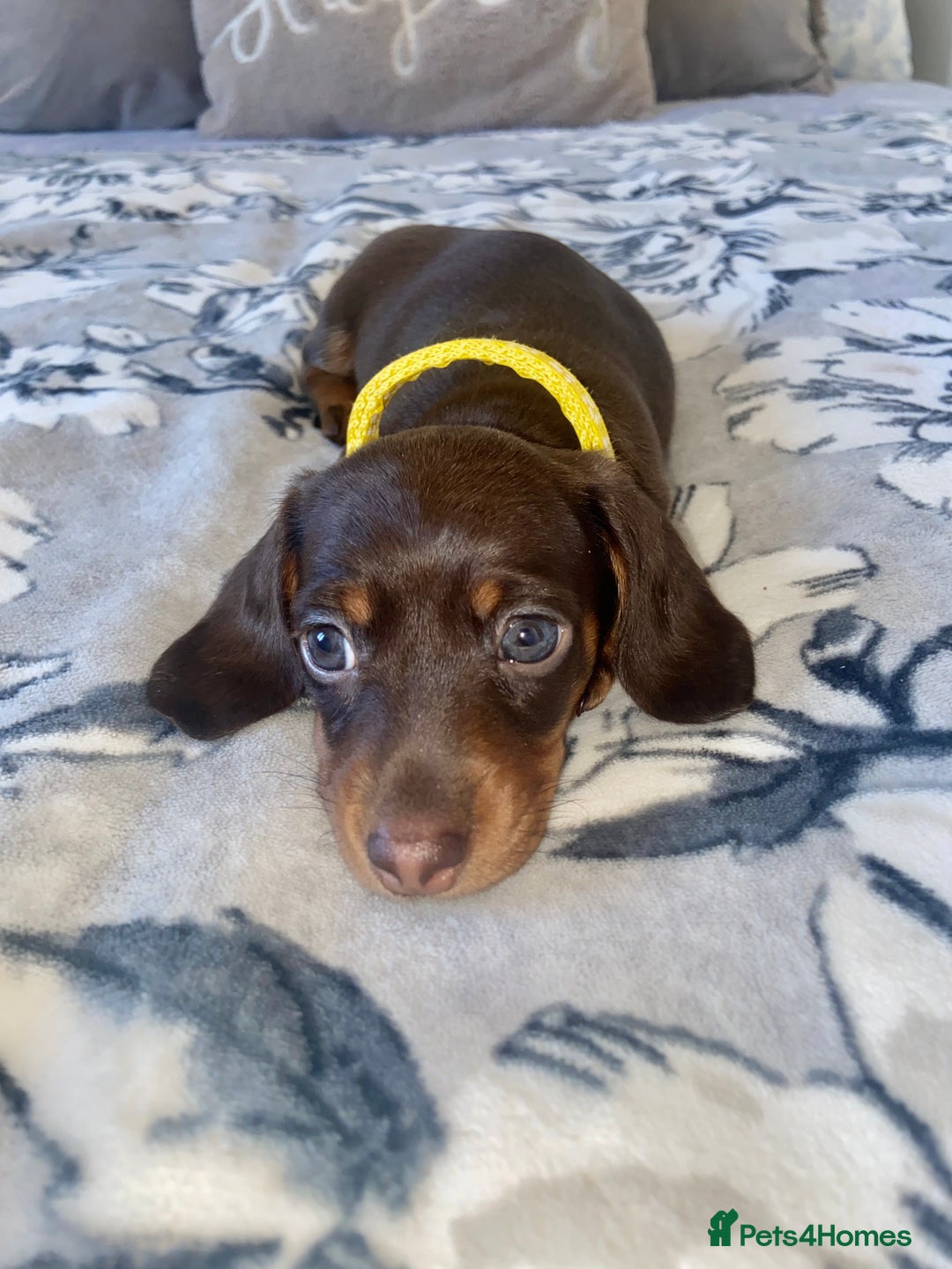 Miniature Dachshund dogs for sale: KC Championship line miniature dachshunds  - Image 19