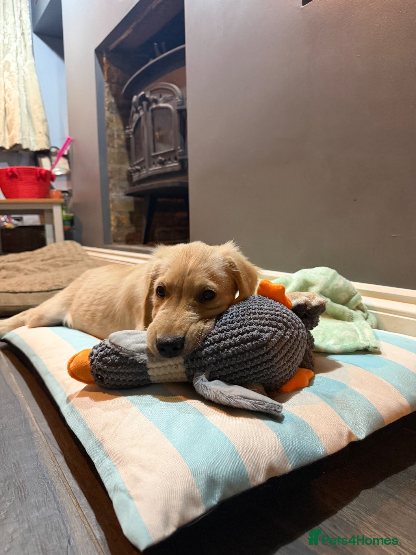 Golden Retriever dogs Beautiful KC Registered Golden Retriever Boy - Advert 5