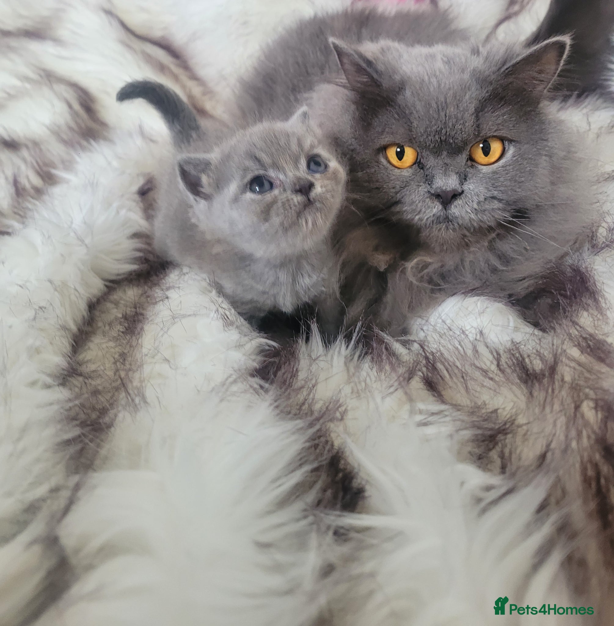 British Shorthair cats BSH kittens  - Advert 1