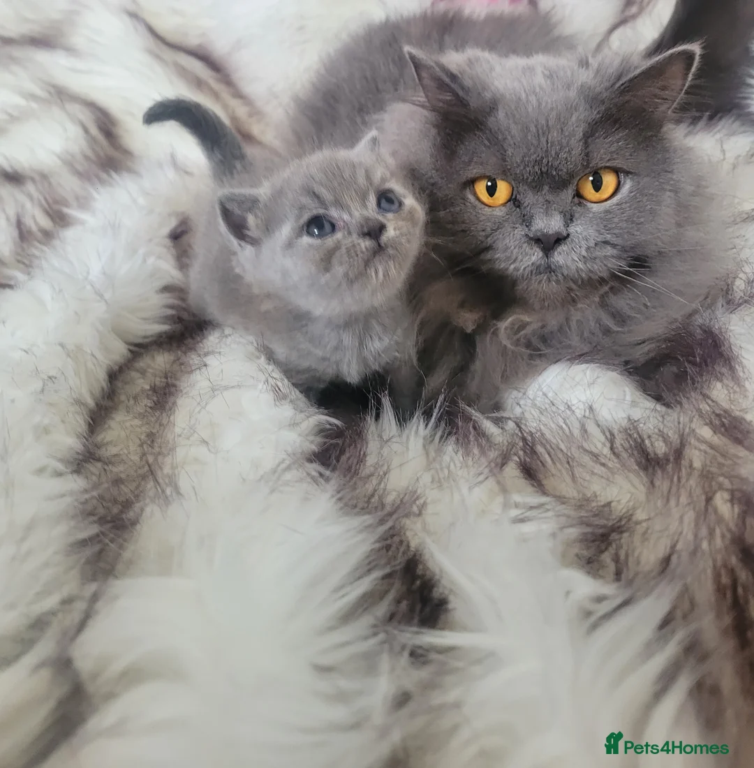 British Shorthair cats for sale: BSH kittens  - Advert 1