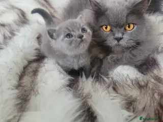 British Shorthair cats BSH kittens - Advert 2