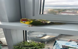 Parrots birds for sale: Girl kakariki  - Image 2