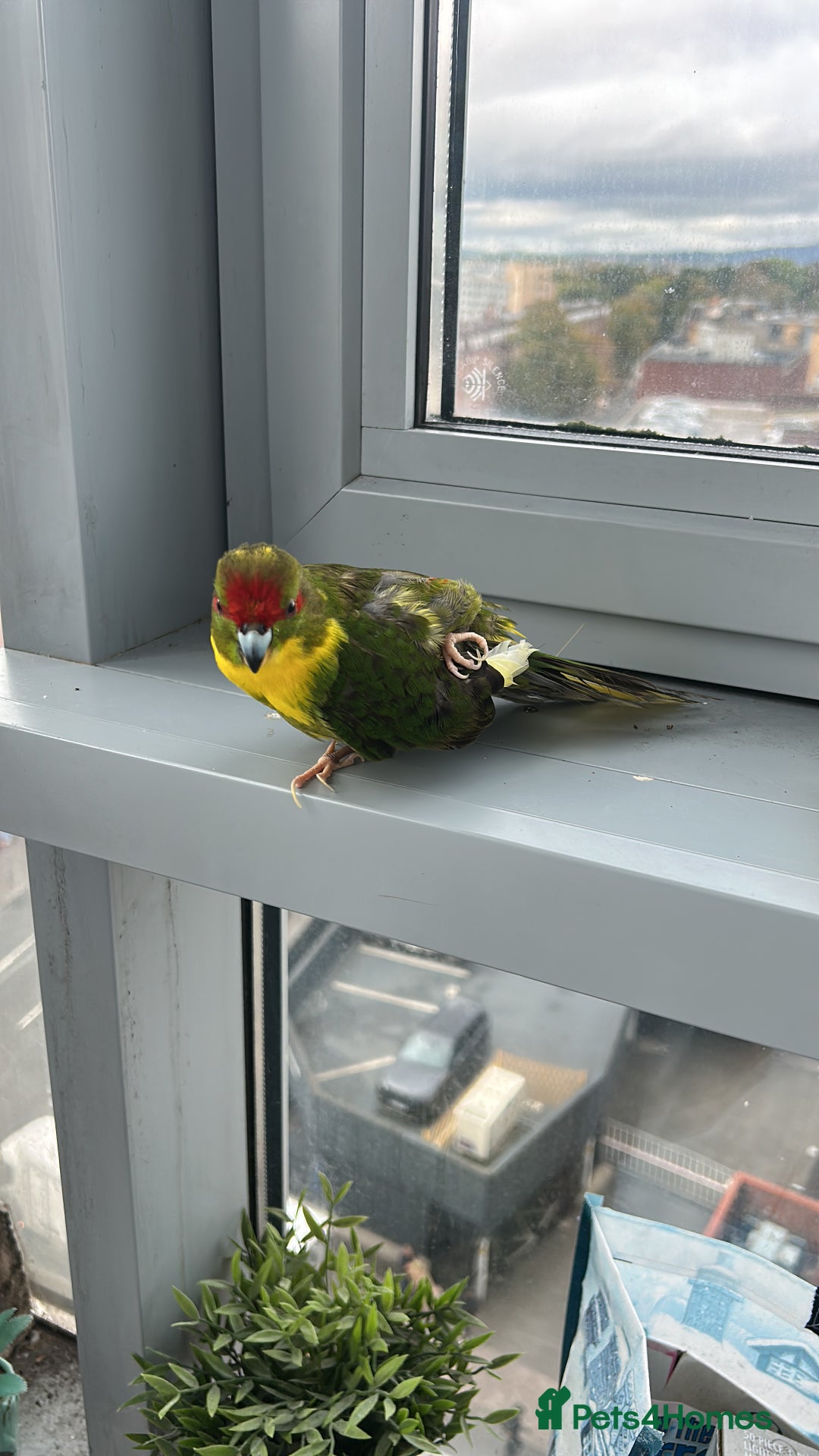 Parrots birds for sale: Girl kakariki  - Image 2