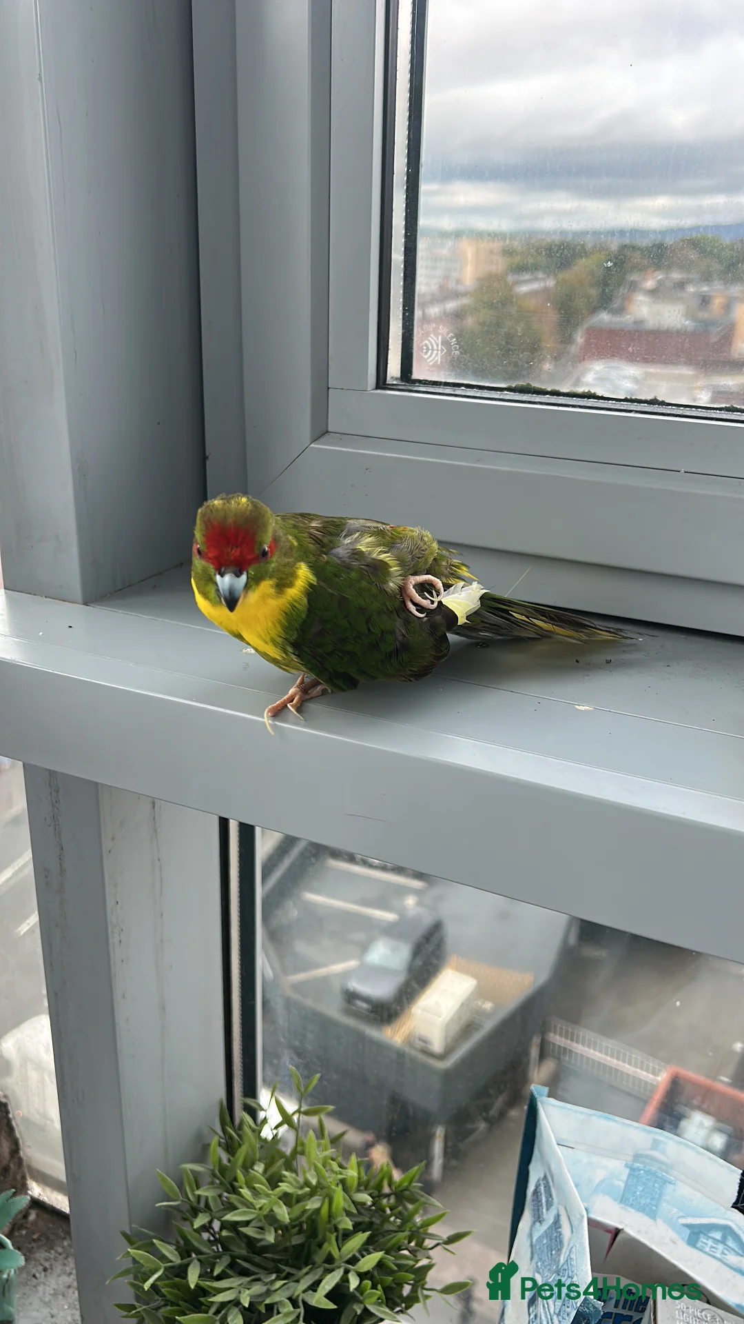 Parrots birds for sale: Girl kakariki with cage - Advert 2