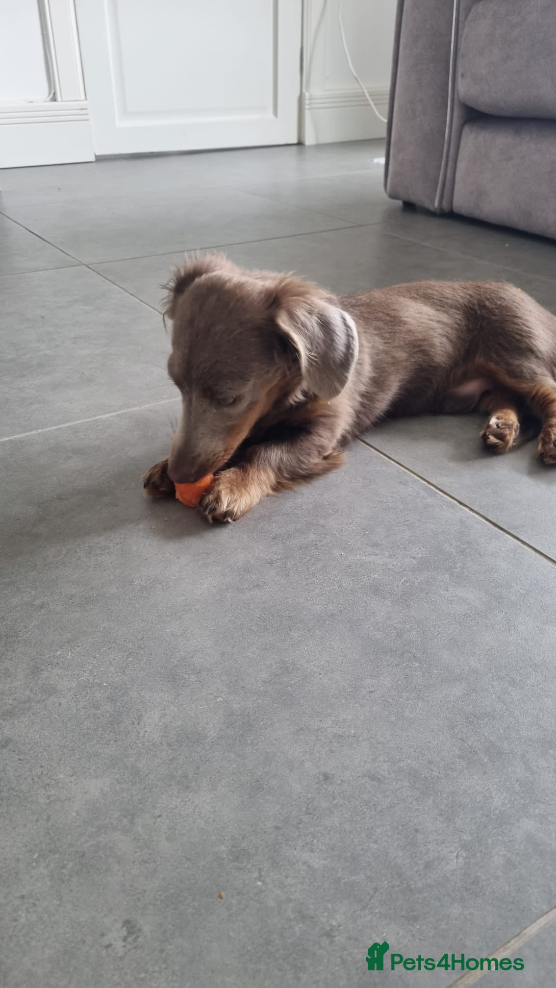 Miniature Dachshund dogs for sale: Mr Marley  in Glasgow - Advert 2
