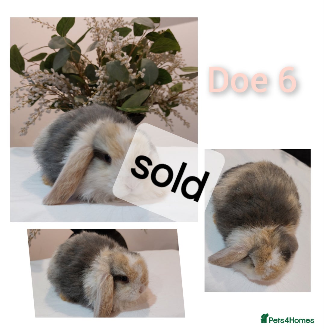 Mini Lop rabbits for sale: Stunning Mini Lop Baby Rabbits - Advert 11