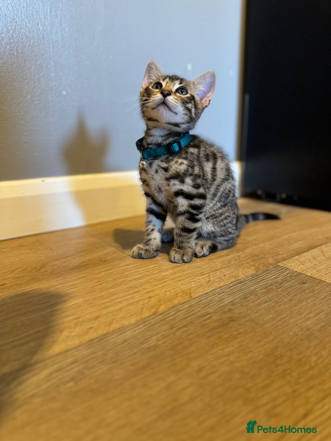 Bengal cats for sale: Ava’s Finest Pure Bengals, THREE Kittens Left. . . in Northampton - Image 15