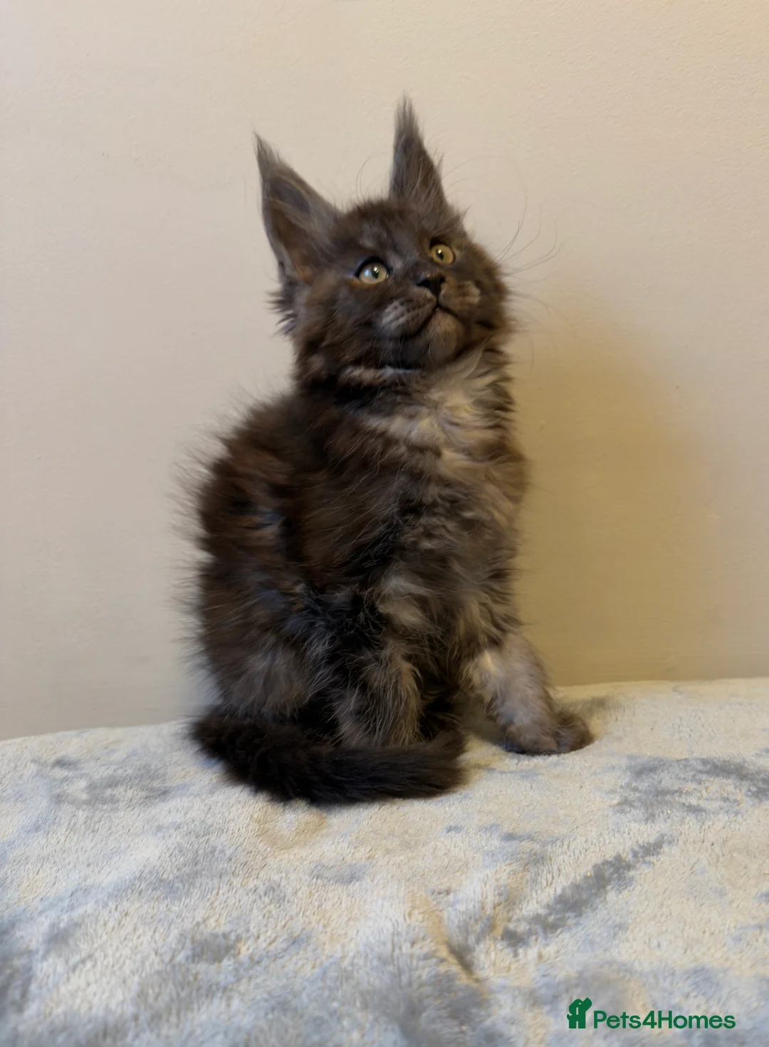 Maine Coon cats for sale: ⭐️ Outstanding TICA Maine Coons ⭐️ - Russian Lines in Halifax - Advert 4