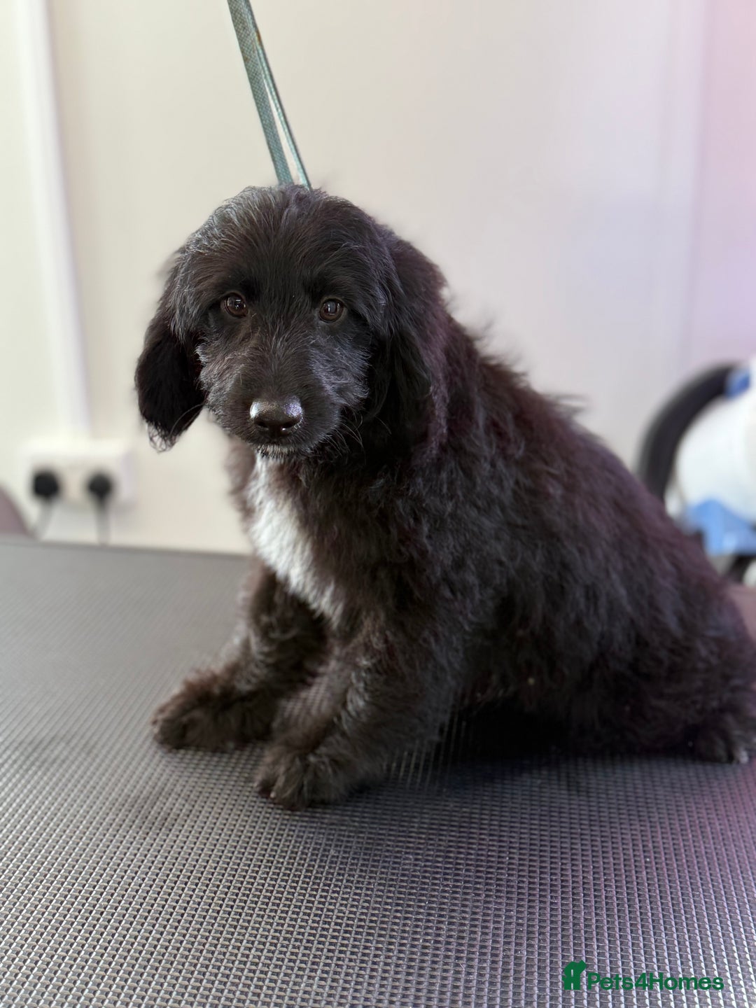 Aussiedoodle dogs for sale: Aussiedoodle Puppy 9 - Image 5